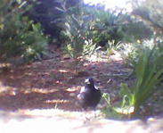 magpie-that-visits