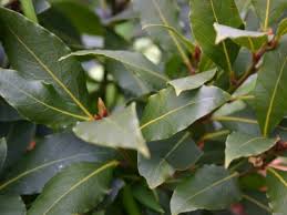 bay leaves