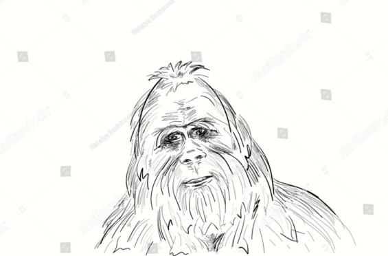 yeti2